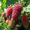 Саженец ежемалины Логан Берри (Loganberry): фото и описание