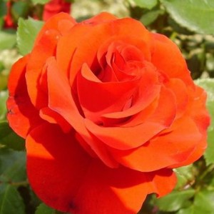 Штамбовая Роза Ремембрэнс