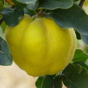 Айва яблоковидная Крымская ранняя