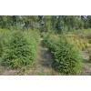 Саженец Ели Сибирская 40-60 см: фото и описание