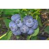 Саженец голубики Река (Reka): фото и описание