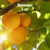 Саженцы Абрикоса Солнышко - 5 шт.: фото и описание
