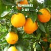 Саженцы Апельсина Гамлин - 5 шт.: фото и описание