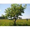 Саженцы дуба Европейский от 150 см -  5 шт.: фото и описание