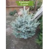 Саженцы Ели Голубая Кейбаб (Kaibab) 60-100 см -  5 шт.: фото и описание