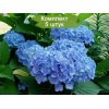 Саженцы гортензии крупнолистной Клеопарта Блю (Сleopatra Blue) -  5 шт.: фото и описание