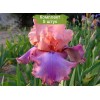 Саженцы ириса Прелестный розовый -  5 шт.: фото и описание