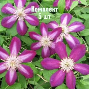 Комплект 5шт / Клематис Светлячок