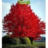 Саженцы клёна Краснолистный (от 150 см) -  5 шт.: фото и описание