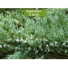 Саженцы можжевельника Виргинский 20-40 см -  5 шт.: фото и описание