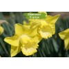 Луковицы нарцисса Спелбиндер (Spellbinder) -  5 шт.: фото и описание