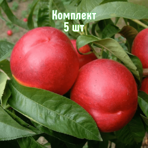 Комплект 5шт / Нектарин Кипарг