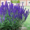 Саженцы шалфея дубравного Салваторе Блю (Salvatore Blue) -  5 шт.: фото и описание