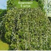 Саженцы Вербы плакучей -  5 шт.: фото и описание