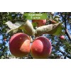 Саженцы яблони Жигулевское -  5 шт.: фото и описание