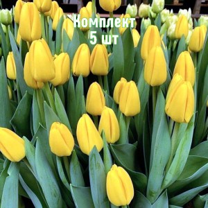 Комплект 5шт / Тюльпан Нови Сан